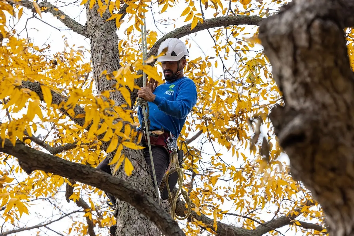 Skilled Storm Damage Cleanup crew working in Wainwright