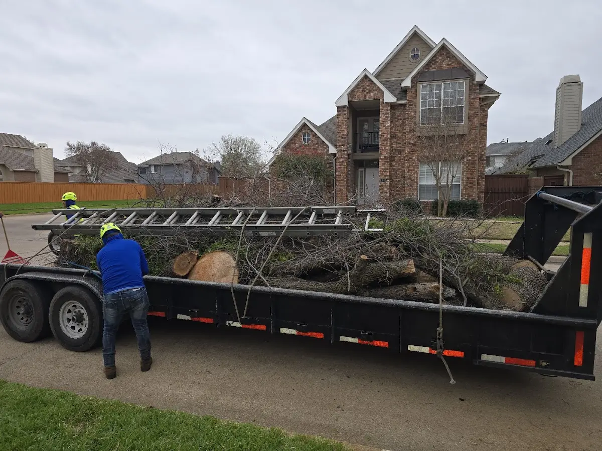 Expert Tree Removal with proper safety equipment in Wainwright